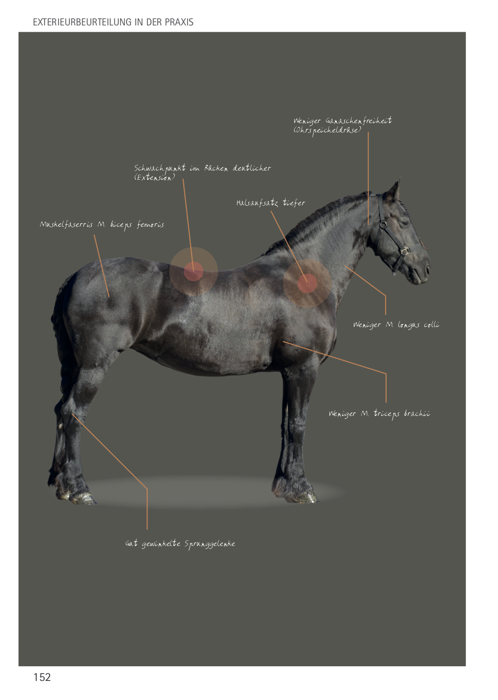 Pferd Rückenmuskulatur Vom Boden Aufbauen