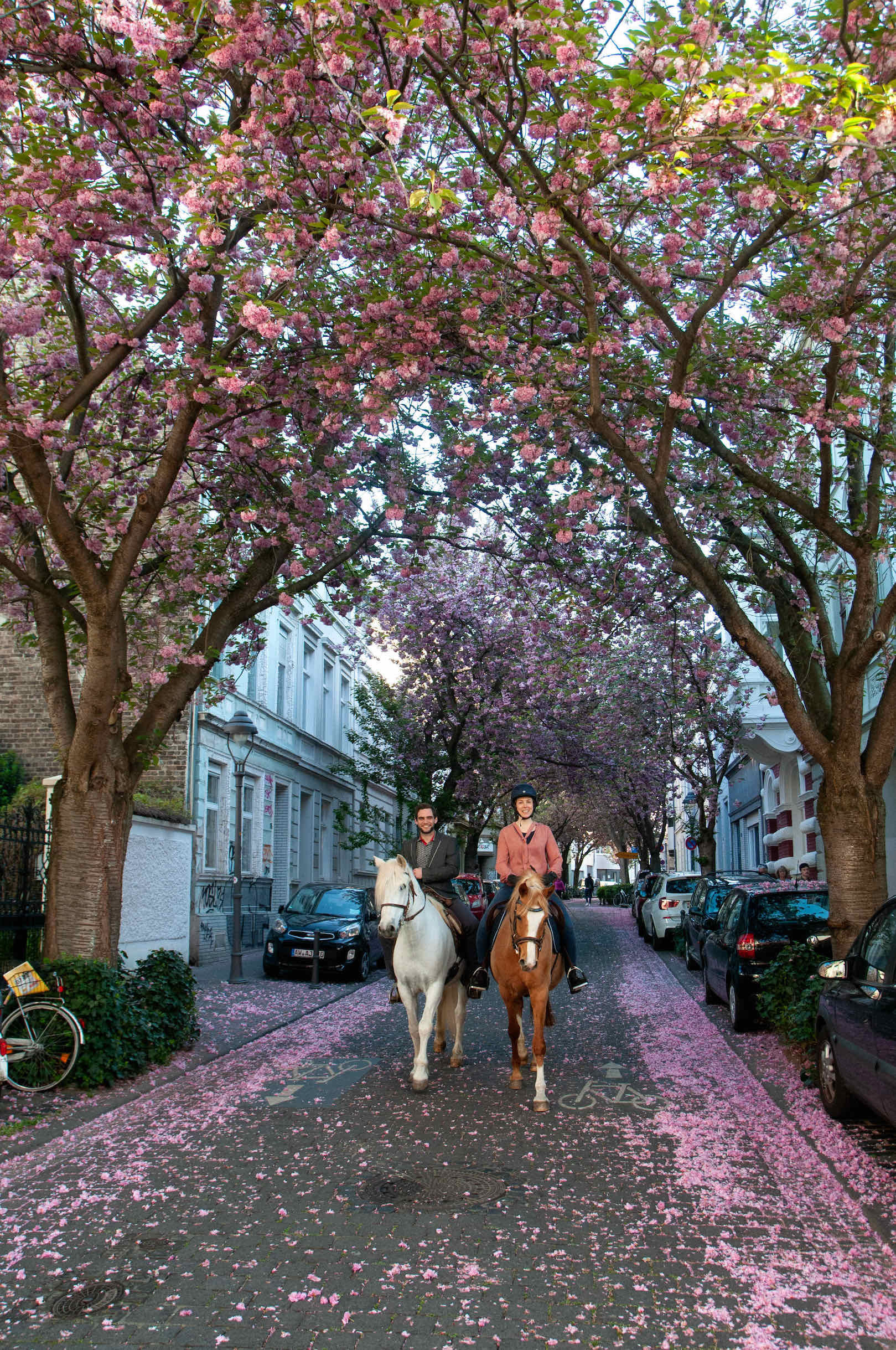 Zwei Reiter unter Kirschblütenbäumen